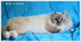 /album/fotogaleria-rayo-del-alendergole/rayosnowyglove-nov2015-1-jpg1/